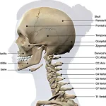 artrosi_cervicale_4-2