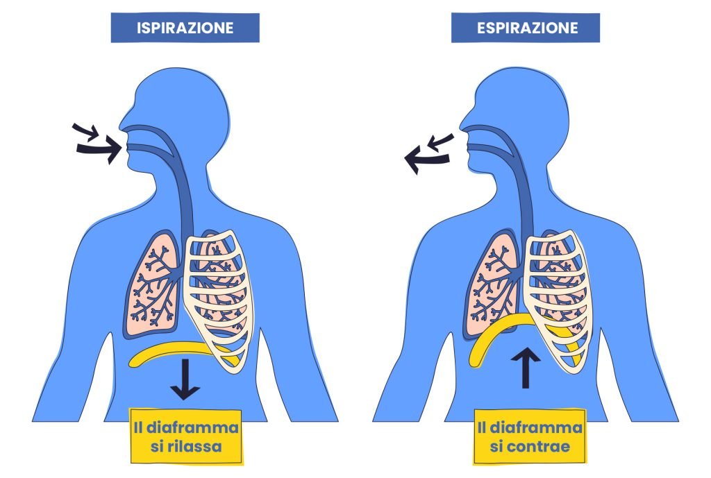Fisiorehab360 | Fisioterapia e fisioterapia in acqua a Carrara | Osteopatia viscerale: benefici e indicazioni